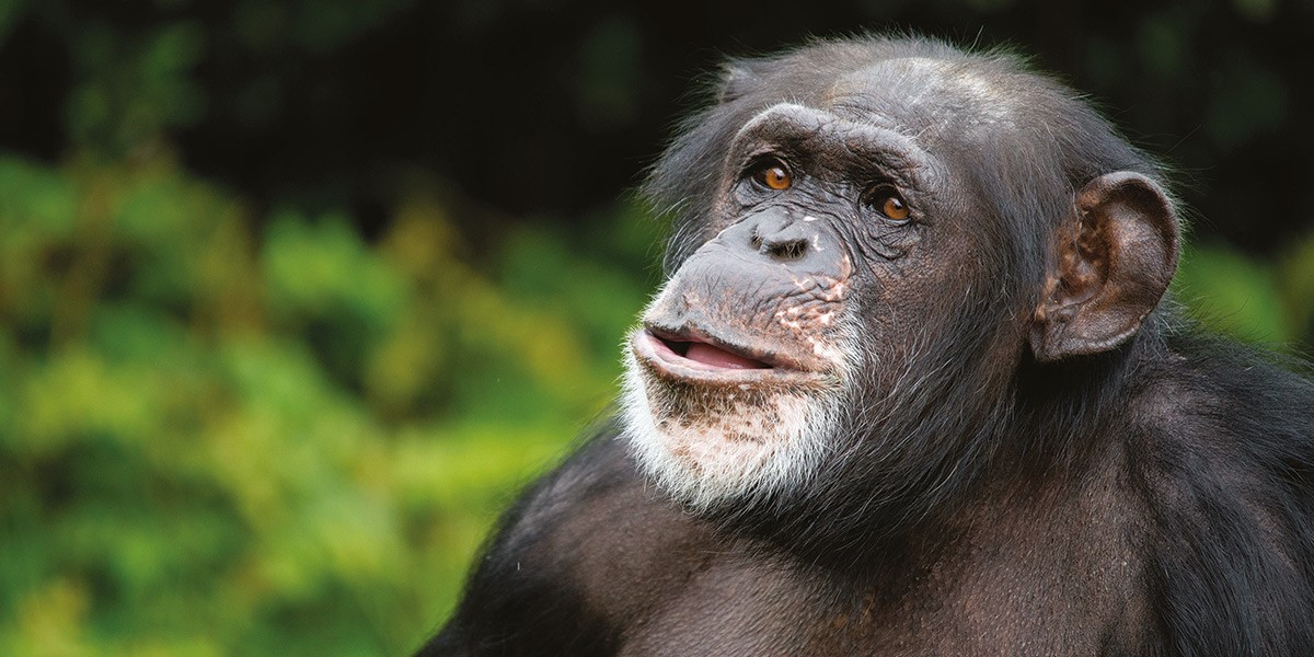 Twycross Zoo partners with Green 4